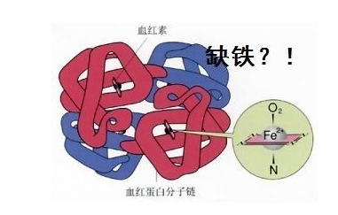 人體三级片香蕉视频品牌山東香蕉影院在线观看探究鐵元素在人體中的作用